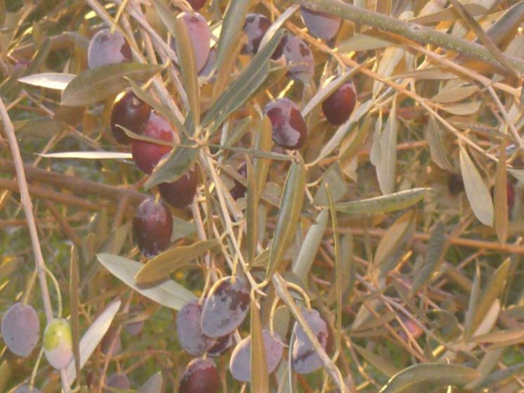 le fruit de nos garrigues