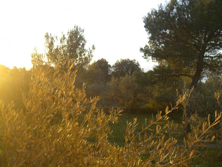 une vue du terrain